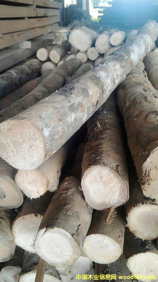 石梓木的詳細(xì)介紹