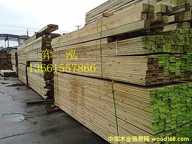 樟子松的詳細介紹