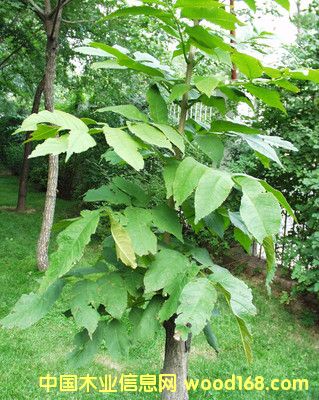 綠苗的詳細(xì)介紹