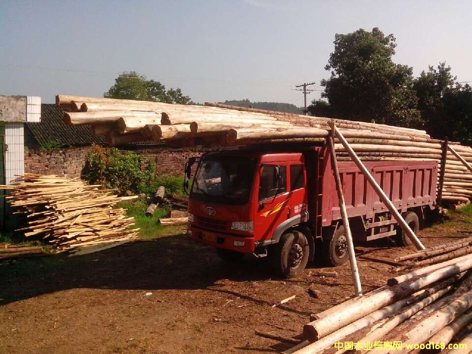 杉樹的詳細(xì)介紹