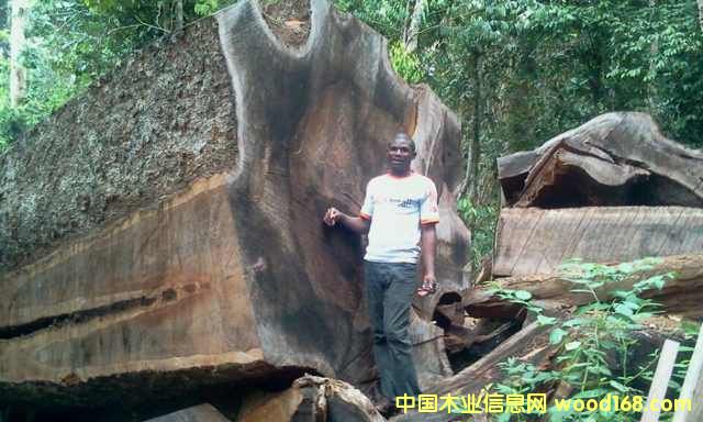 花梨木的詳細(xì)介紹