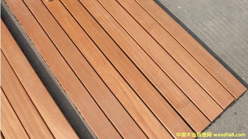 巴老木的詳細(xì)介紹