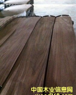 黑胡桃 的詳細(xì)介紹