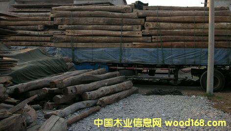 老榆木的詳細(xì)介紹