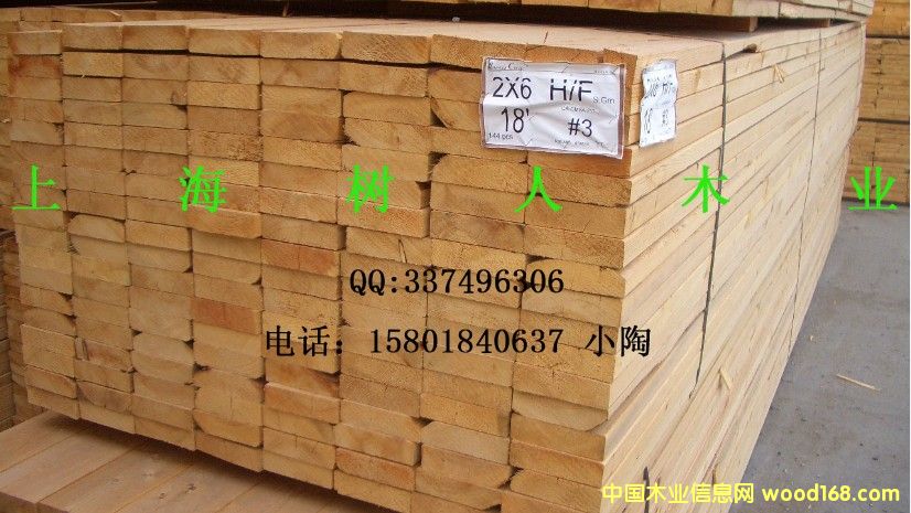 鐵杉的詳細介紹