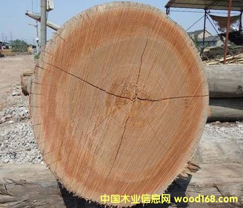 柳桉原木的詳細(xì)介紹