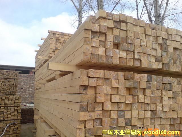 東北松的詳細(xì)介紹