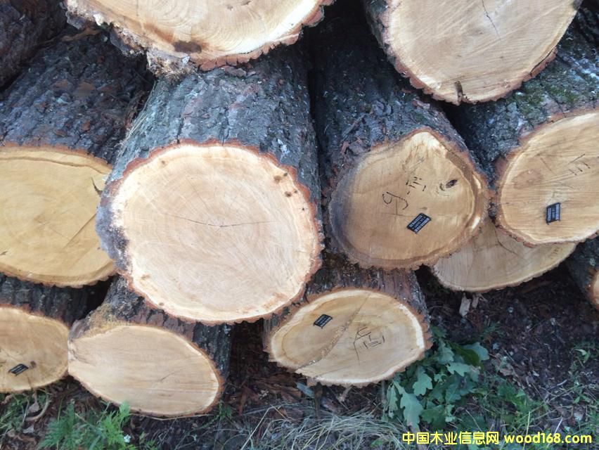 白橡原木的詳細(xì)介紹