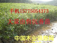 沉香苗的詳細(xì)介紹