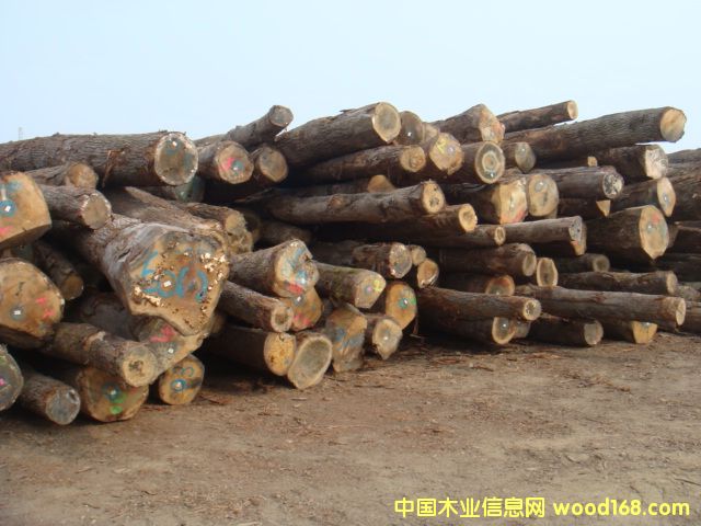 歐洲白橡的詳細(xì)介紹