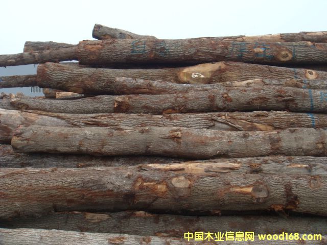 歐洲白橡的詳細(xì)介紹