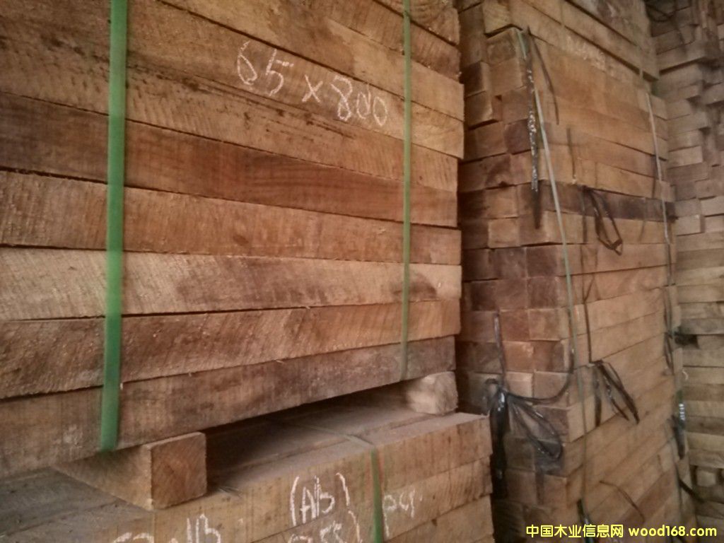 金絲橡的詳細(xì)介紹