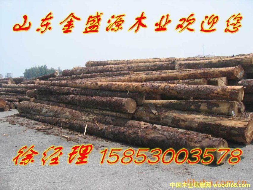 松木的詳細介紹