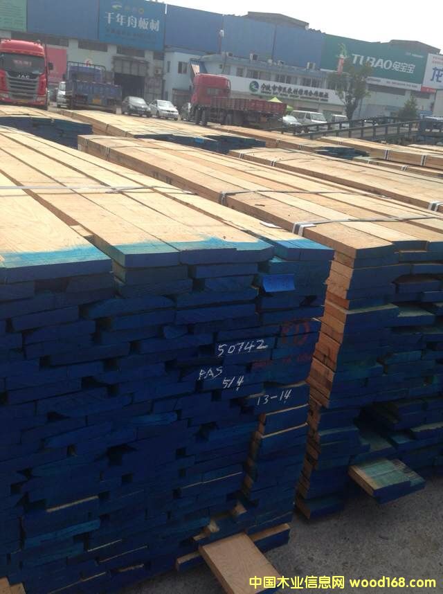 美國紅橡的詳細(xì)介紹