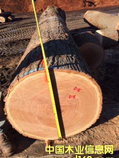 紅橡的詳細介紹