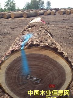 黑胡桃的詳細介紹