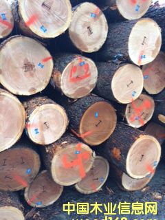 櫻桃木的詳細介紹