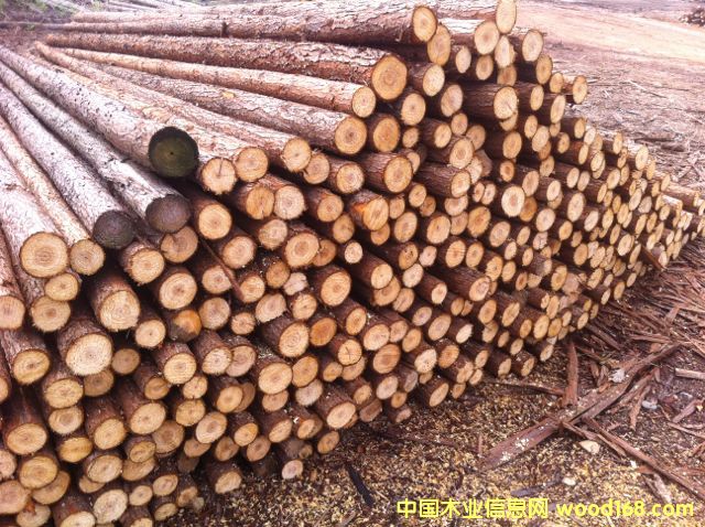 杉原木的詳細(xì)介紹