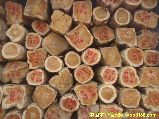 非洲柚木的詳細(xì)介紹