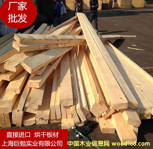 樟子松的詳細(xì)介紹