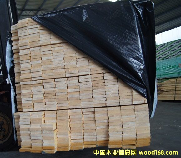 歐洲云杉 歐洲云杉