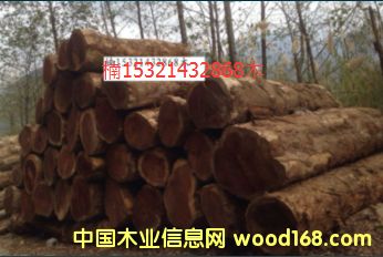 楠木的詳細(xì)介紹