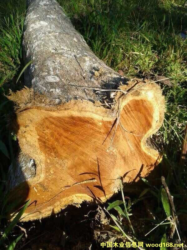 柚木的詳細(xì)介紹