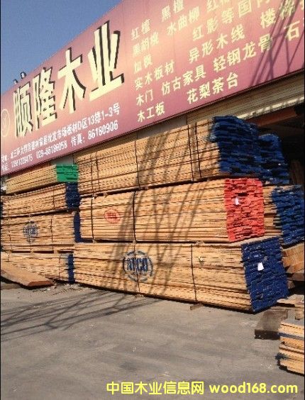 美國紅橡的詳細(xì)介紹