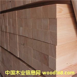 樟子松的詳細(xì)介紹