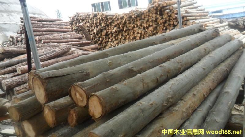 雜木的詳細(xì)介紹