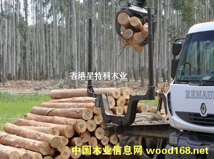 桉木的詳細(xì)介紹