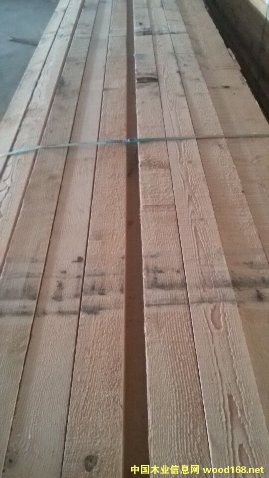 花旗松的詳細介紹