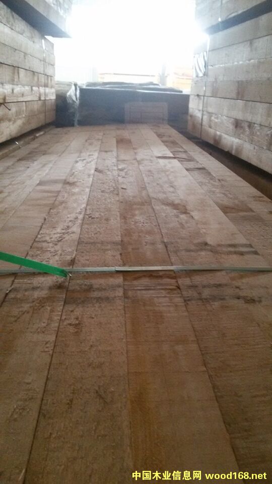 鐵杉的詳細介紹