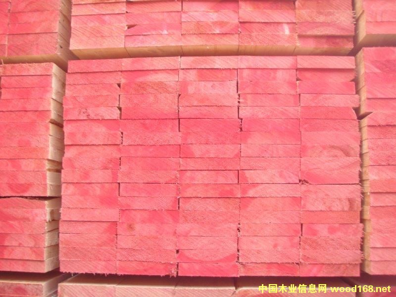 鐵杉的詳細(xì)介紹