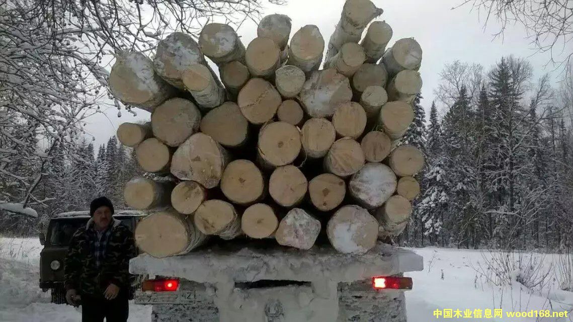 樺木的詳細(xì)介紹