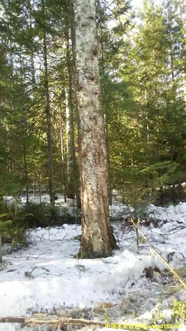 樺木的詳細(xì)介紹