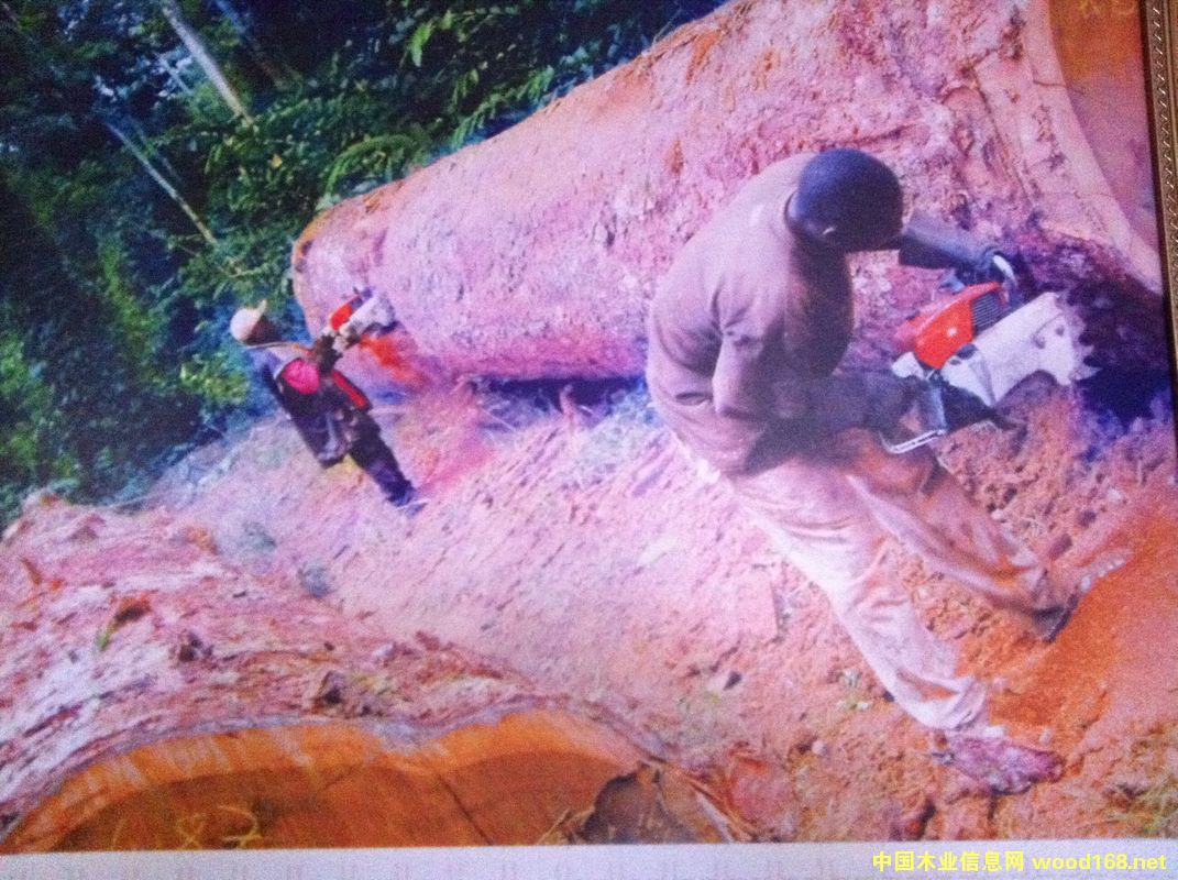 ľĴI(y)Ѳҕ֮---ľĹ˾SNBG