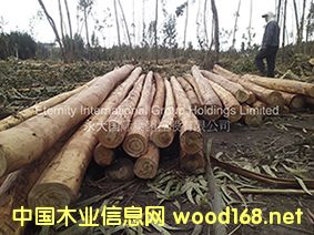 桉木的詳細(xì)介紹