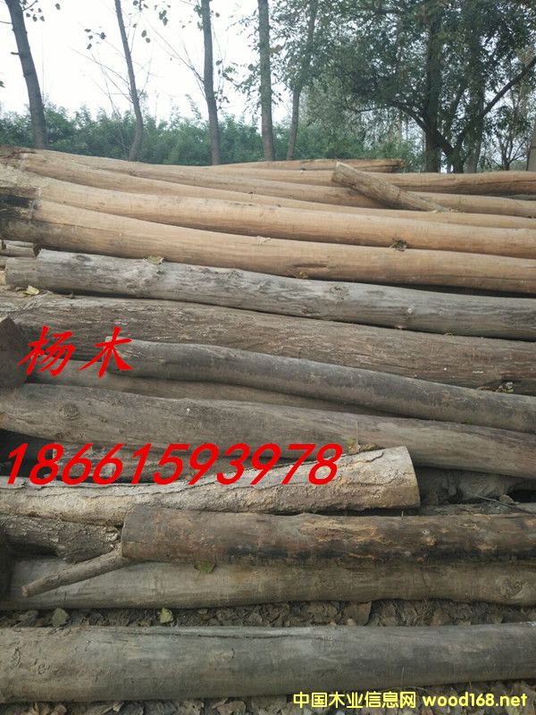 楊木的詳細(xì)介紹