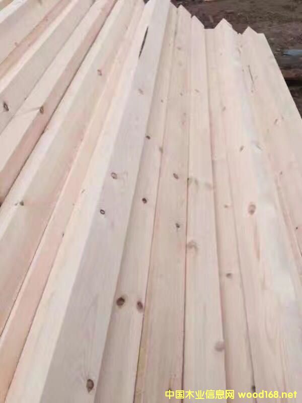 樟子松的詳細(xì)介紹