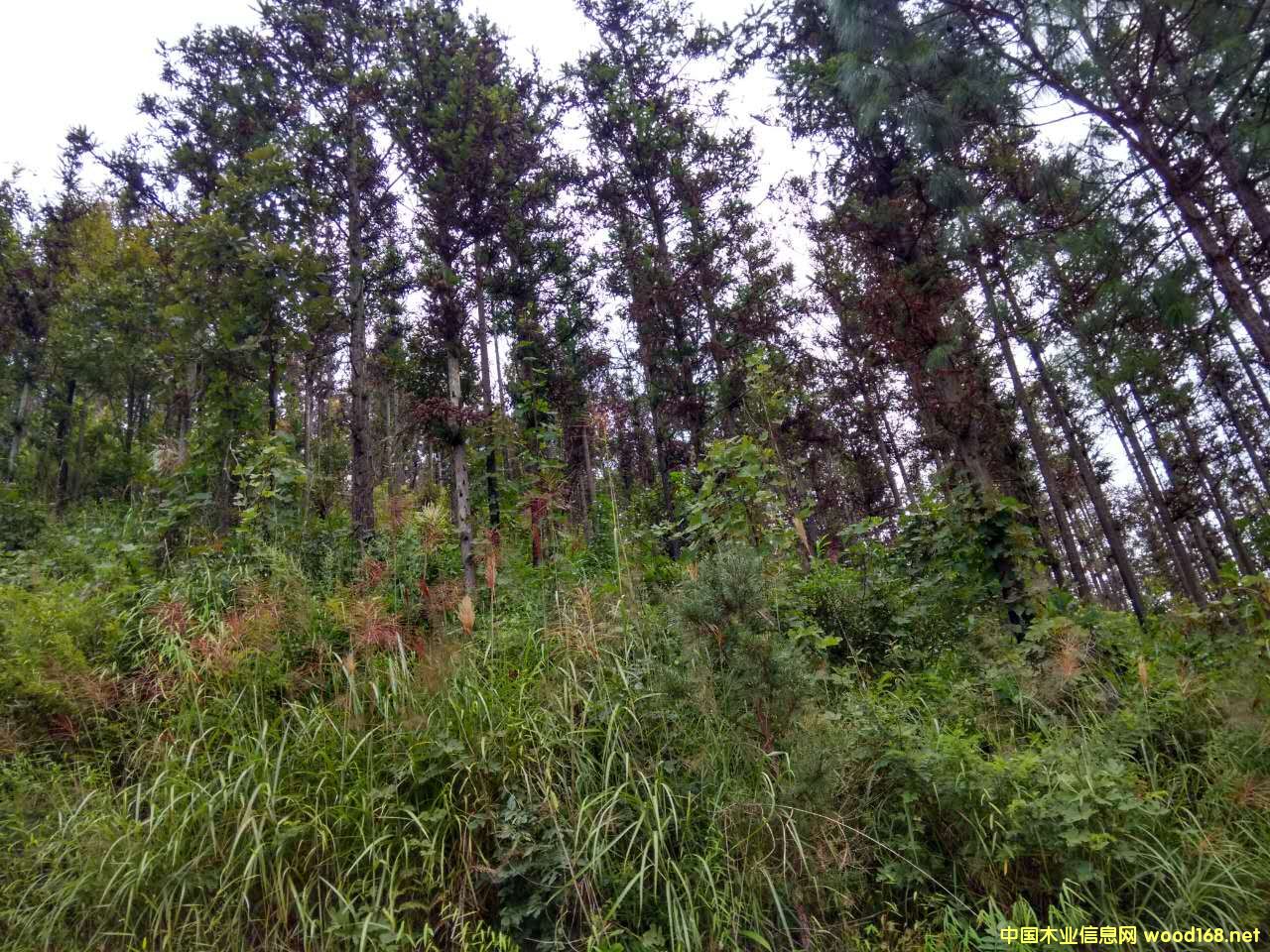 ɼľԭľ(du)N۹Ԕ(x)B