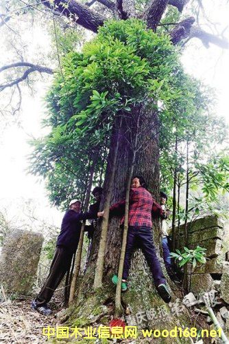 {F(xin)800qzľ ƷNϡЃr(ji)ֵ@