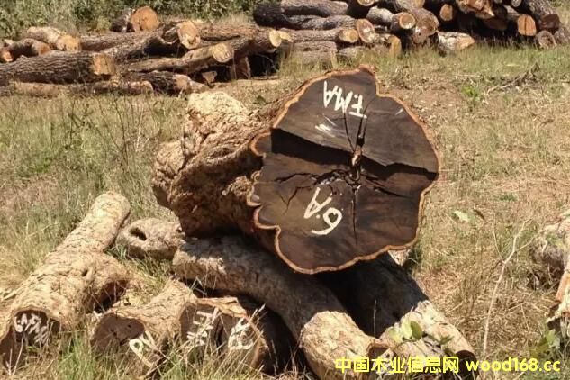 |ǺS̴M(jn)횳ʾϷCITESSCtһ⵽