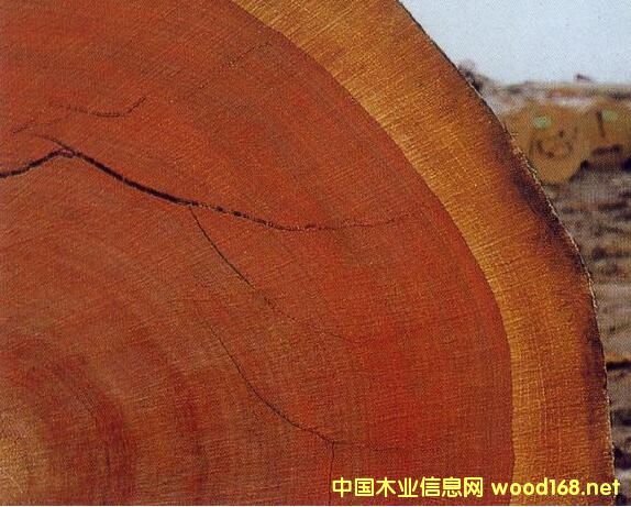 (gu)H(lin)(bo)棺ȫ딵(sh)Ƿľӡ W