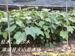 [] pľ磨Balsaɳľ͠ɳľ͠ɼľ