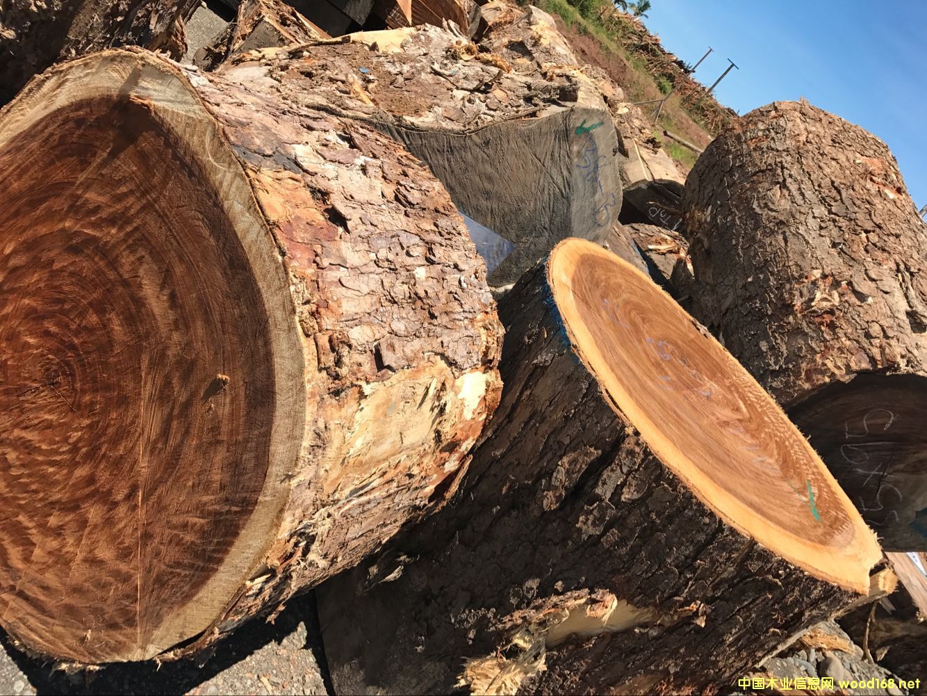 [] SֱN һоľ ľľ ԭľ