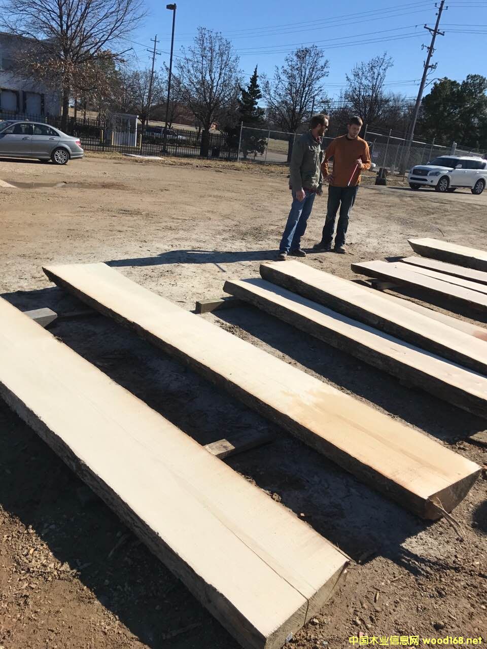 白蠟木的詳細介紹