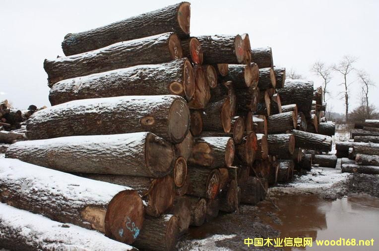 黑胡桃的詳細介紹