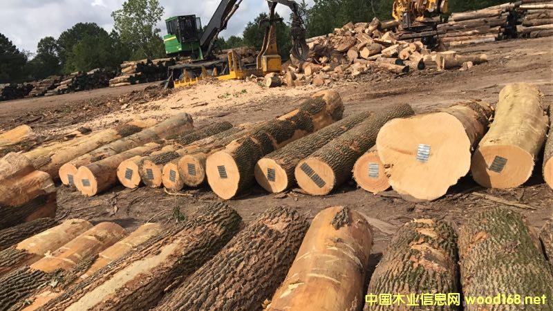 白蠟木的詳細介紹