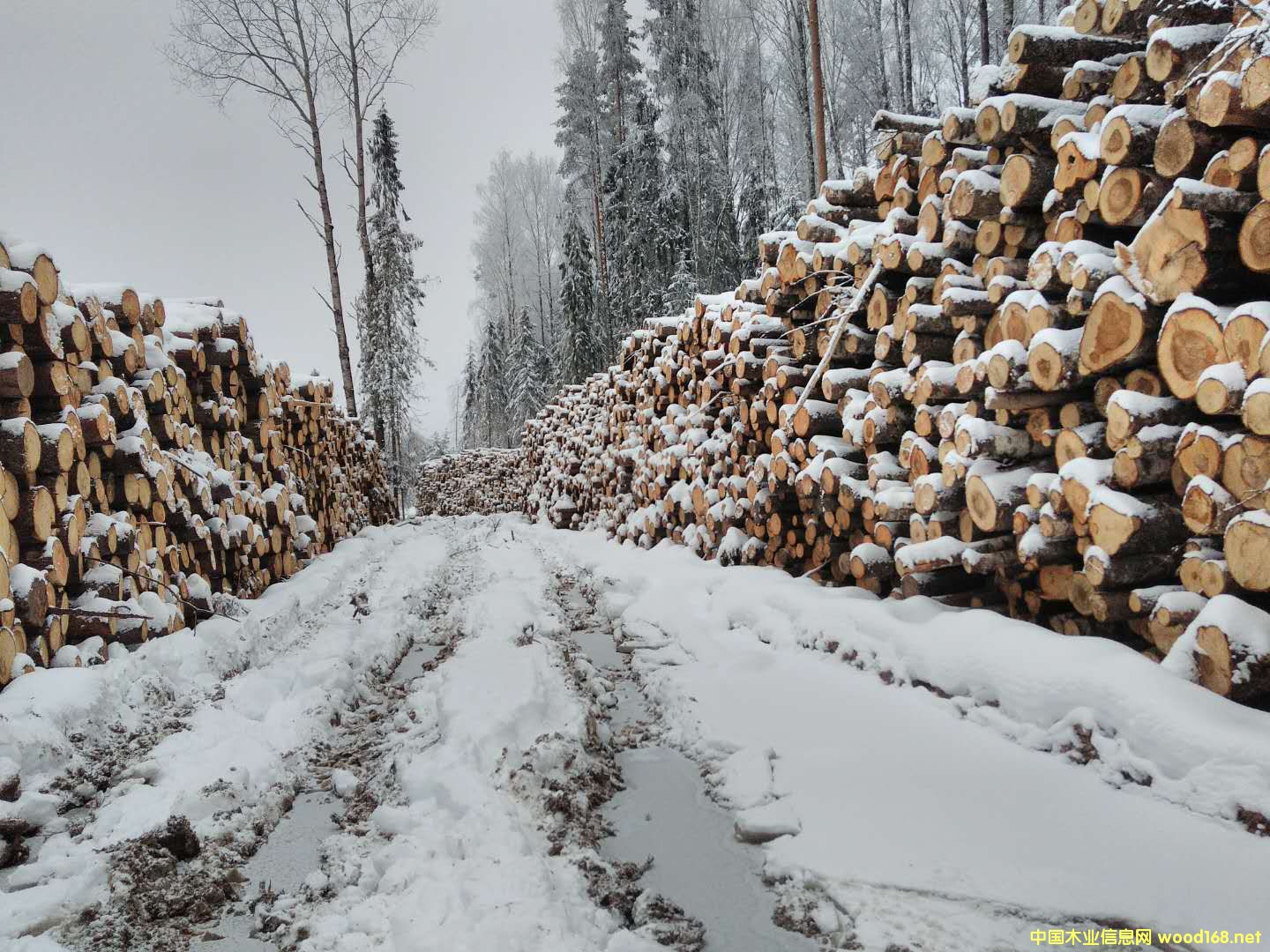 樺木的詳細(xì)介紹